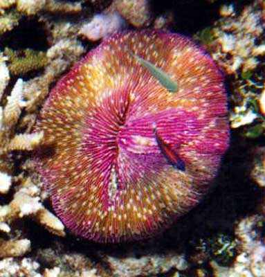 very colorful mushroom coral