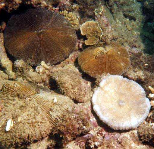 brown-colored and white-colored mushroom corals