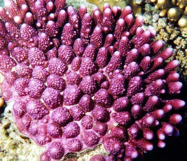 purple coral with stubby branches