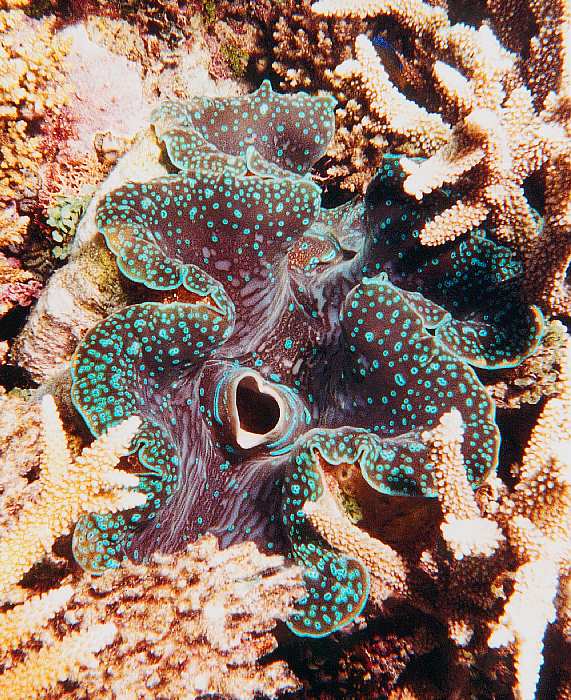 Pictures Of Giant Clam - Free Giant Clam pictures 