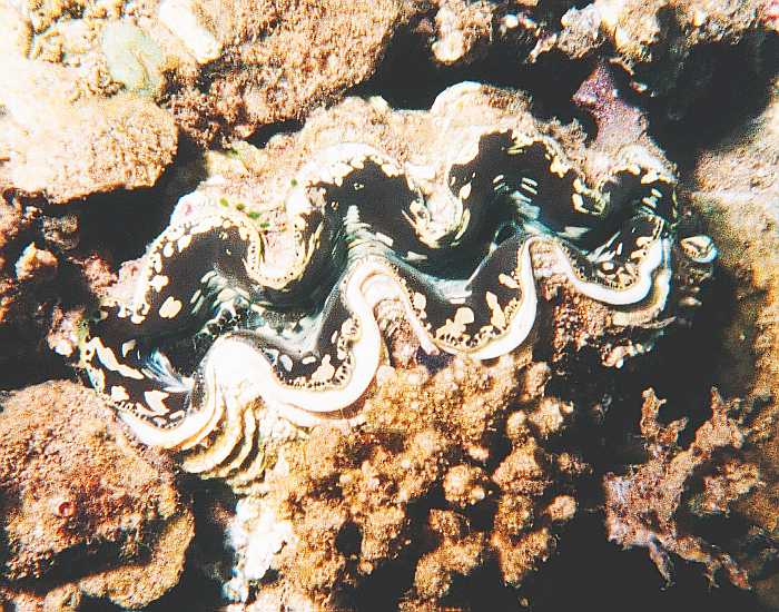 brown and cream tridacna squamosa