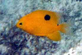 three-spot damselfish