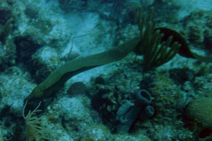 green moray eel in the open