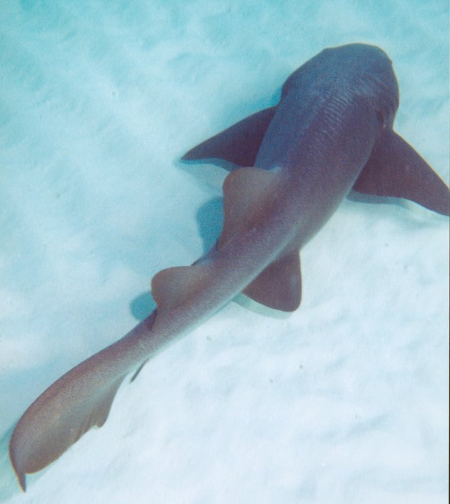 Pictures Of Nurse Shark - Free Nurse Shark pictures 