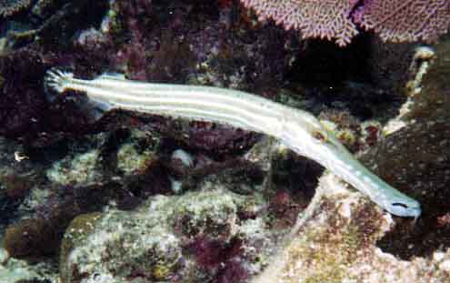 Caribbean Trumpetfish swimming horizontally