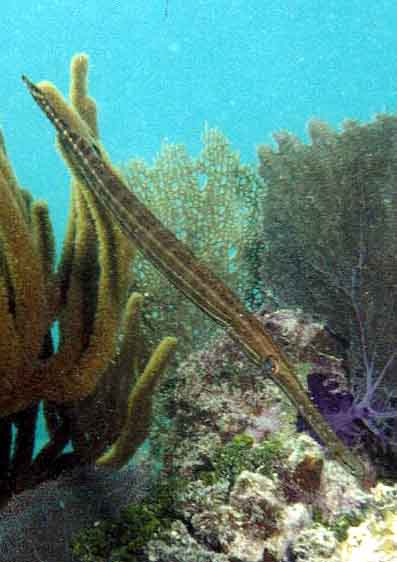 Caribbean Trumpetfish hiding amongst sea whips
