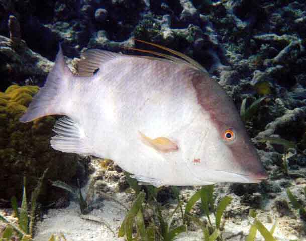 hogfish swimming above sea grass