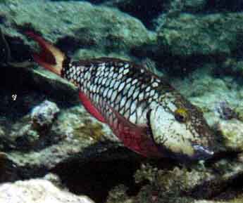female stoplight parrotfish