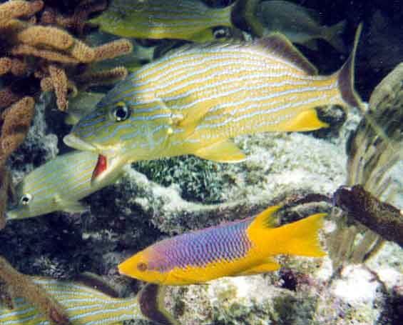 snapper inviting juvenile Spanish Hogfish to perform its cleaning function