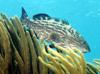 black grouper