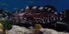 black grouper