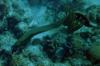 green moray eel