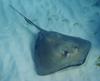 southern stingray