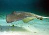 southern stingray
