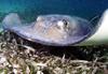southern stingray
