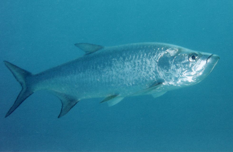 tarpon