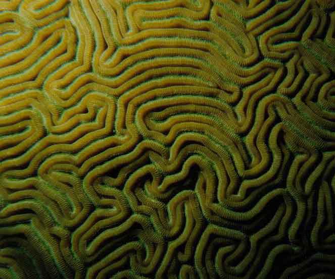 brain coral closeup