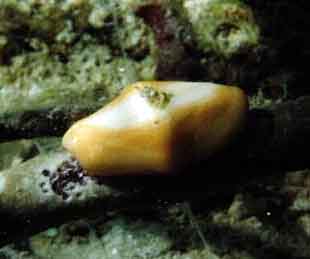 flamingo tongue shell with no colorful mantle visible