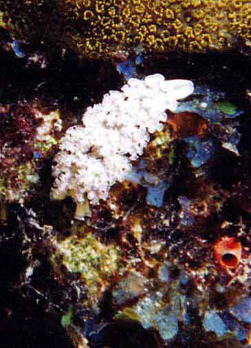 opisthobranch called Elysia crispata photographed using Nikonos V with closeup kit