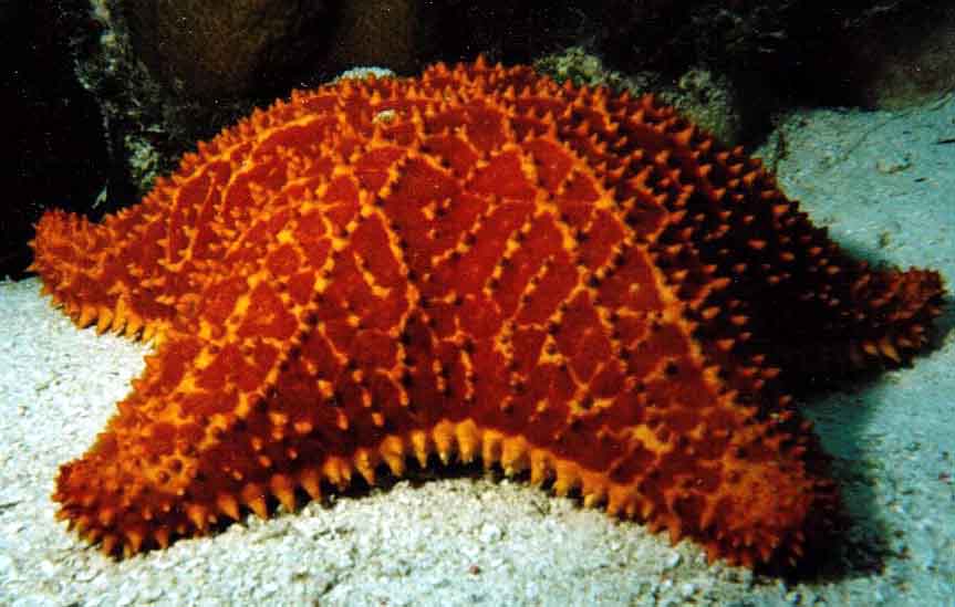 reticulated starfish