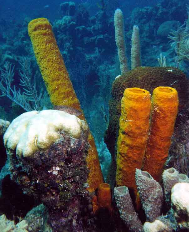sponge garden with a spotted fish hiding in it