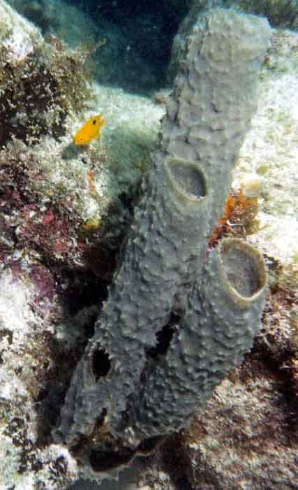 gray tube sponges and a small yellow fish