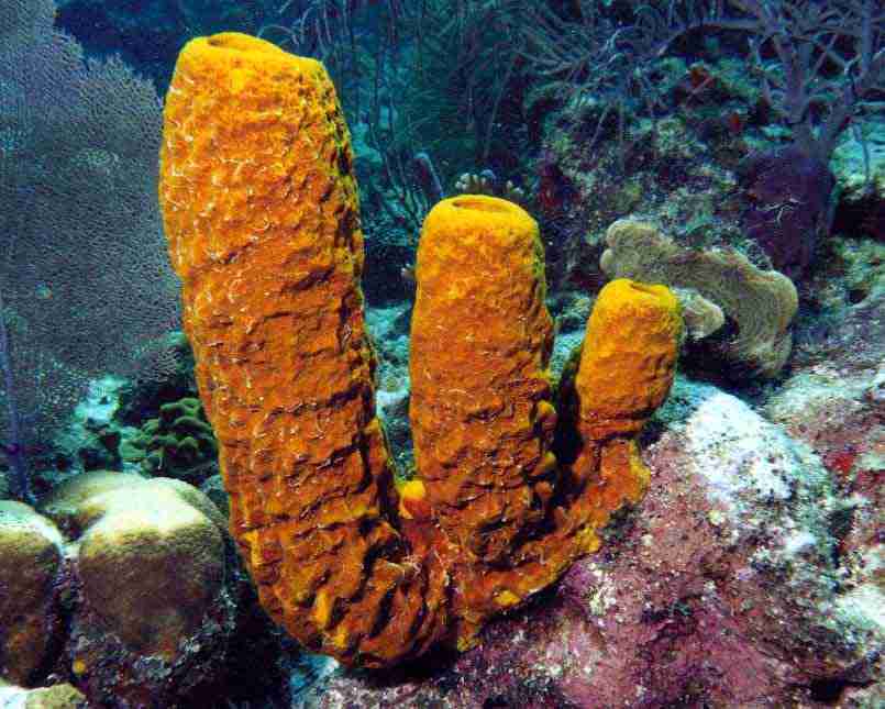 three orange-colored tube sponges
