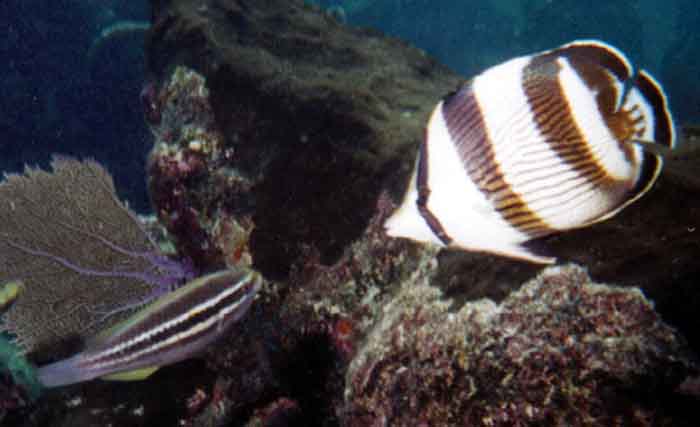 banded butterflyfish with wrasse