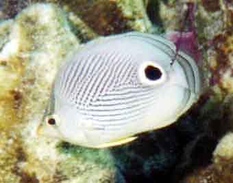 four-eyed butterflyfish