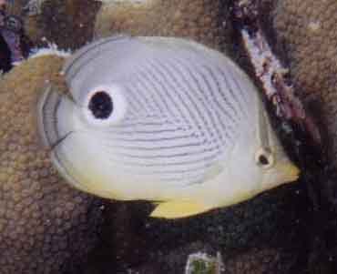 four-eyed butterflyfish in front of coral polyps