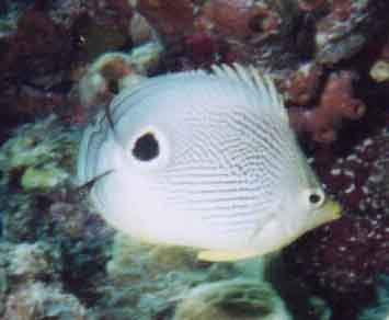 four-eyed butterflyfish with raised spines