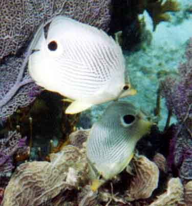 four-eyed butterflyfishes with seafan