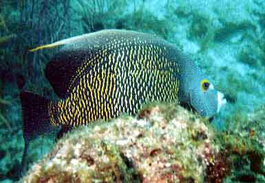 French Angelfish behind a rock