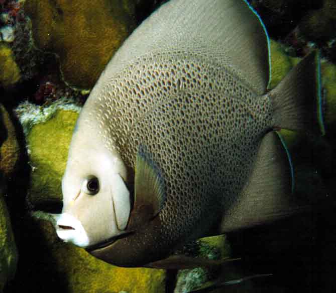 Gray Angelfish closeup