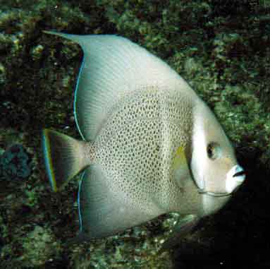 Gray Angelfish showing its yellow pectoral fins