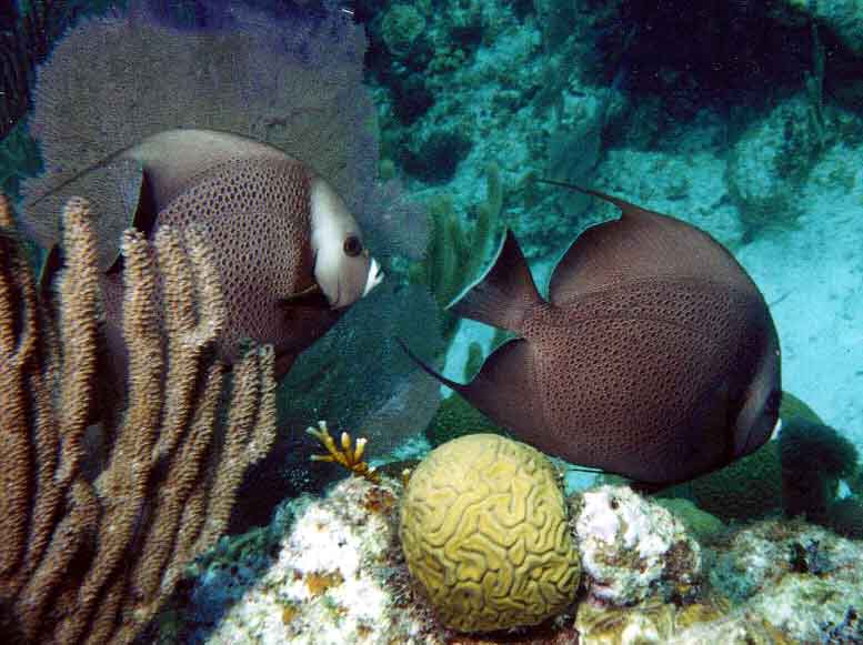 Gray Angelfishes and a small brain coral