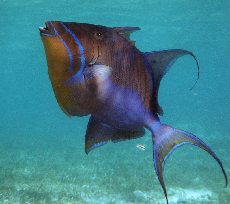 Pictures Of Triggerfish - Free Triggerfish pictures 