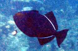 unidentified triggerfish