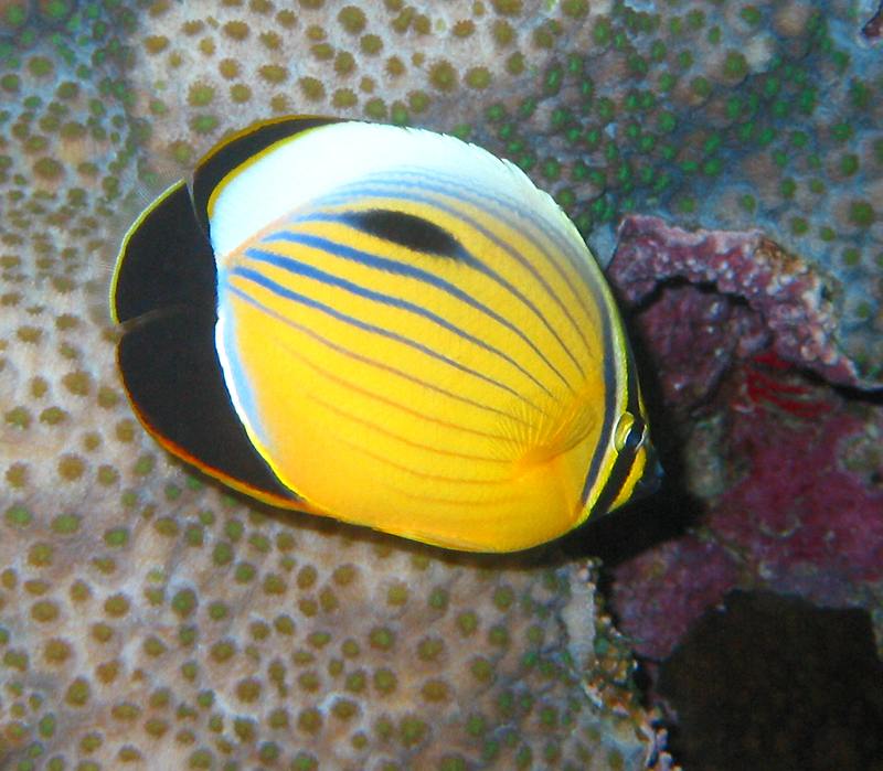 Pictures Of Butterflyfish - Free Butterflyfish pictures 