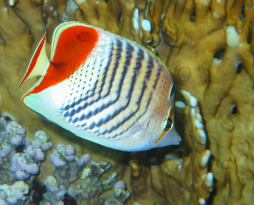 redback butterflyfish  (Chaetodon paucifasciatus)
