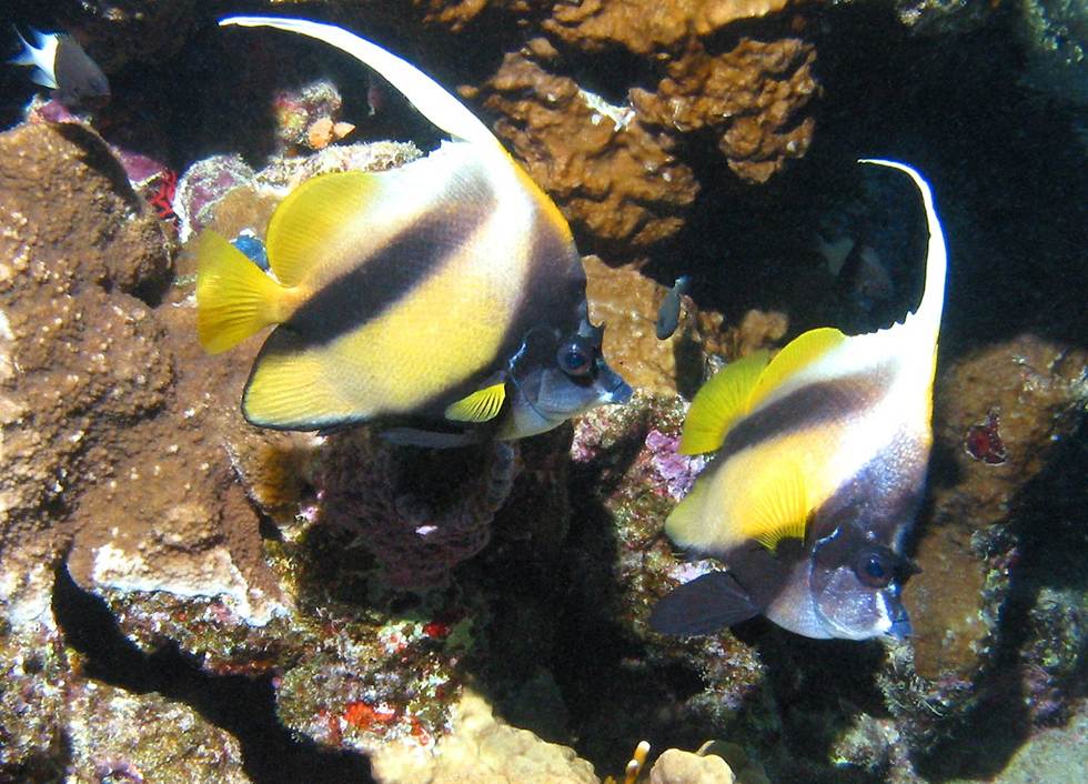 Red Sea bannerfishes (click here to open a new window with this photo in 