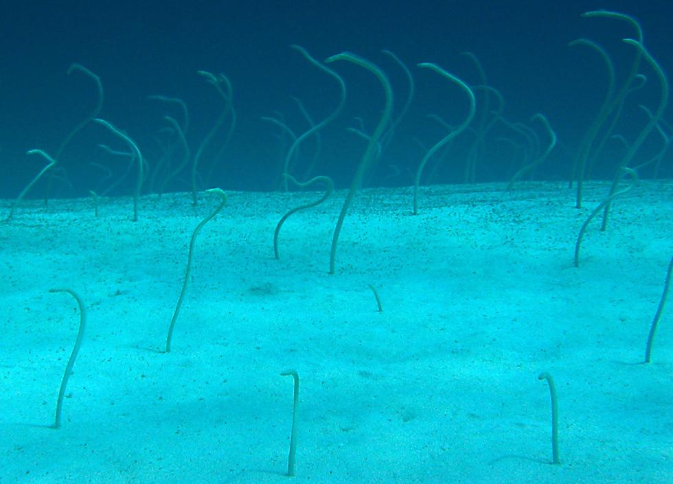 Red Sea garden eels   (click here to open a new window with this photo in computer wallpaper format)