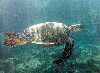 turtle swimming through sun-dappled water