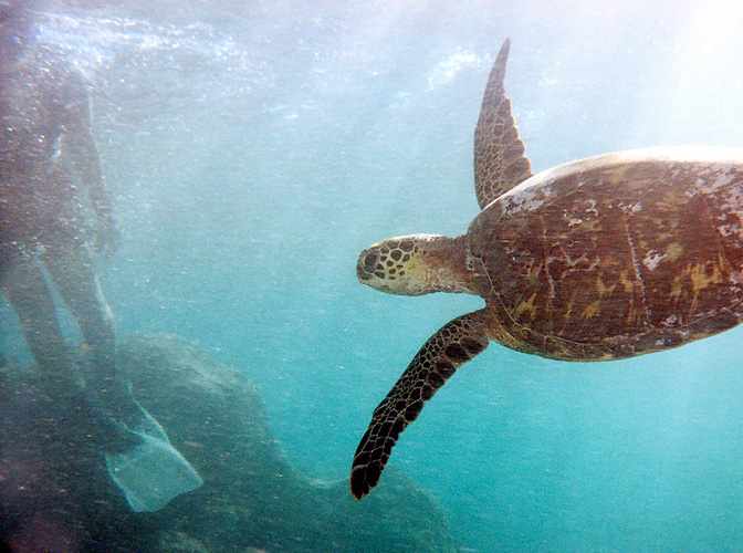 turtle banking away from swimmer