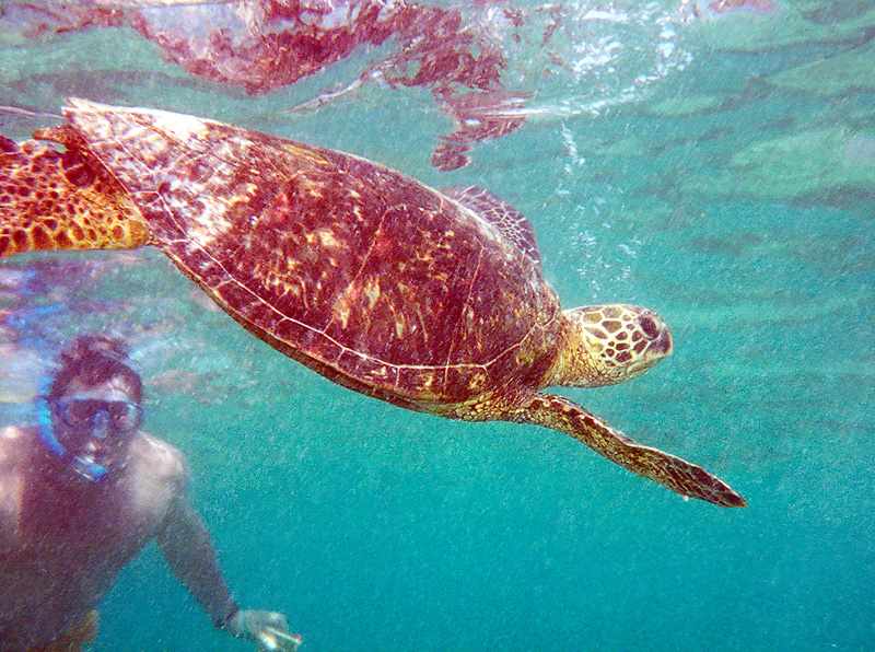 turtle diving from mirrored surface of the sea with snorkeller behind