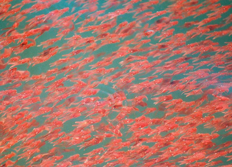 photo of hundreds of krill on the surface of the water