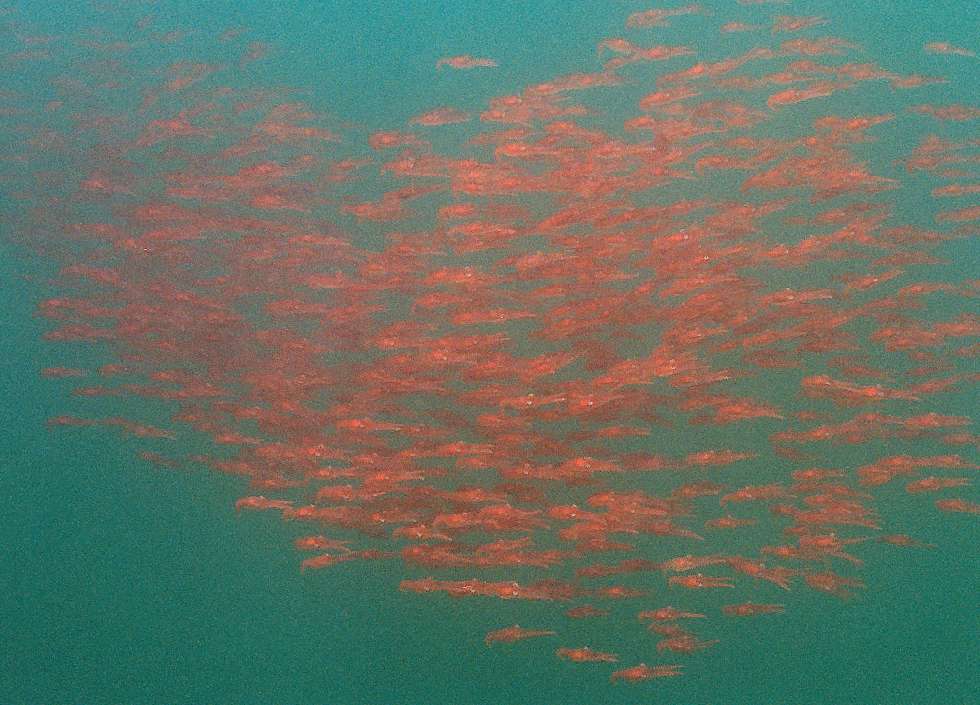 a school of krill underwater in the distance