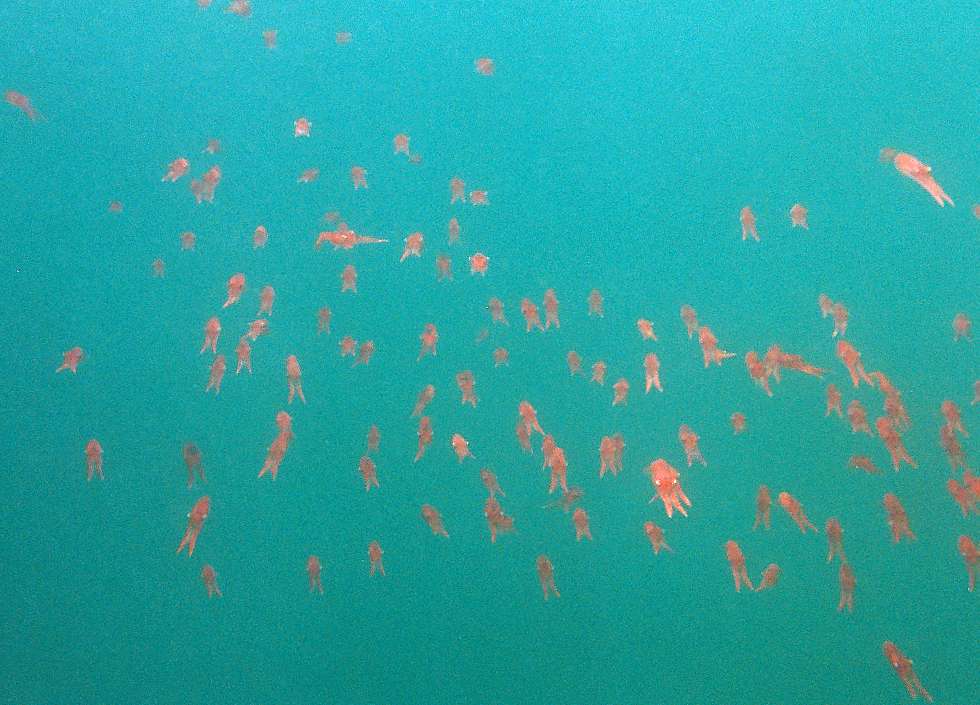 the last straggling krill say goodbye