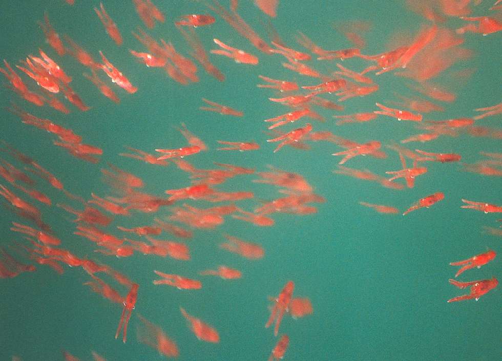swirling groups of krill