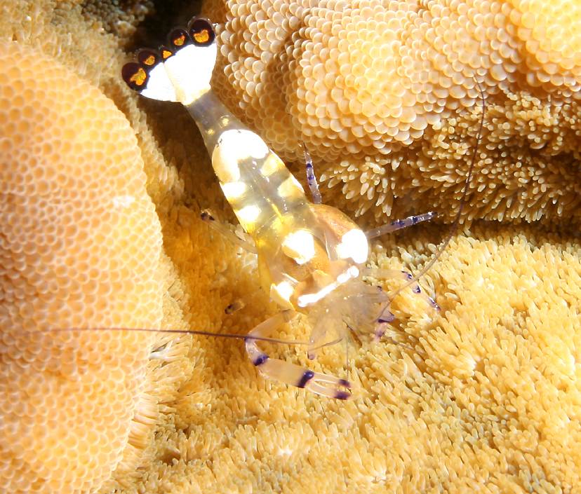 shorthand shrimp   (click here to open a new window with this photo in computer wallpaper format)